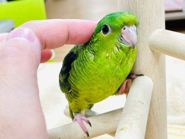 サザナミインコ