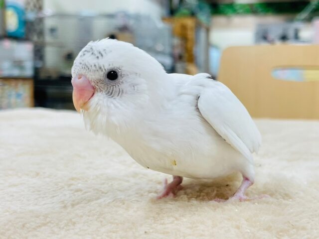 【最新動画更新🪄】白多めのごま塩ちゃん♡セキセイインコ(ハルクイン)ヒナ セキセイインコ