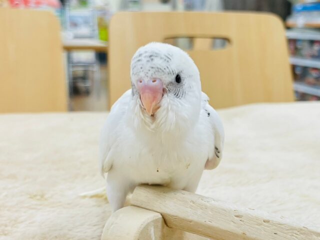 【最新動画更新🪄】白多めのごま塩ちゃん♡セキセイインコ(ハルクイン)ヒナ セキセイインコ