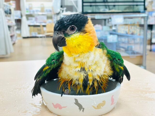 ズグロシロハラインコ