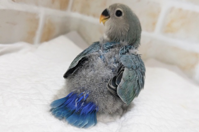 コザクラインコ（小桜インコ）