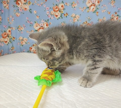 スコティッシュフォールド