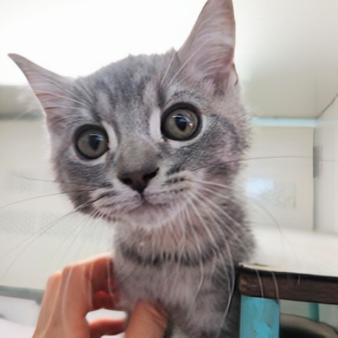 スコティッシュフォールド