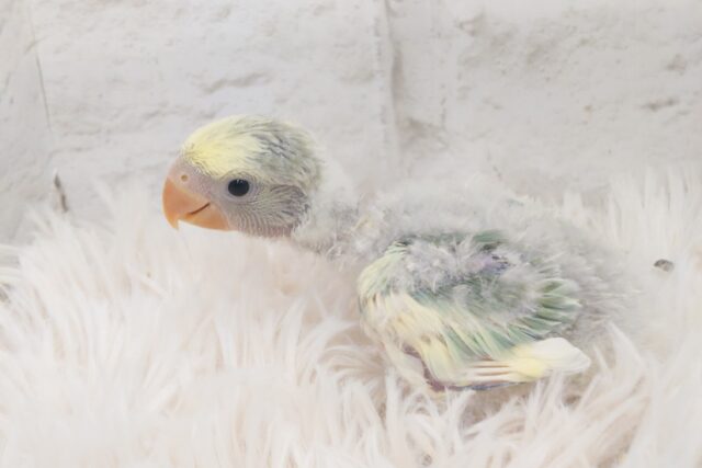 コザクラインコ（小桜インコ）