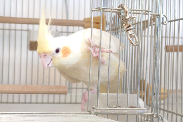 オカメインコ