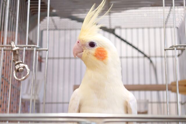 オカメインコ