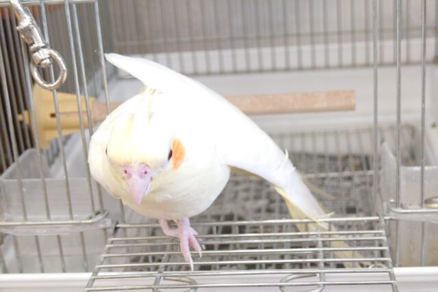 オカメインコ