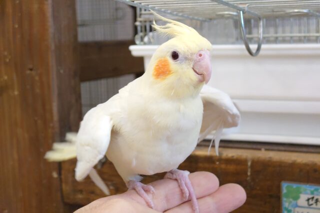オカメインコ