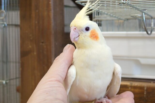 オカメインコ