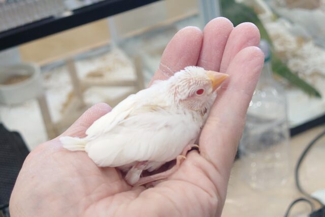 アルビノ文鳥