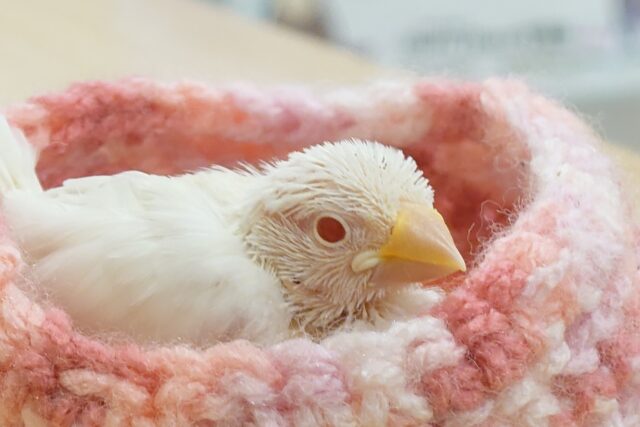 アルビノ文鳥