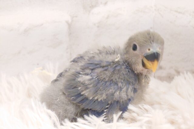 コザクラインコ（小桜インコ）