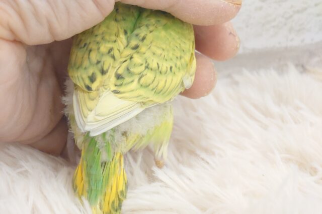 セキセイインコ