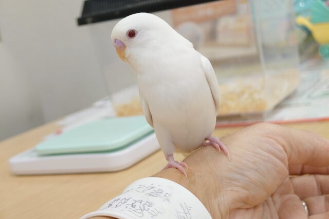 セキセイインコ