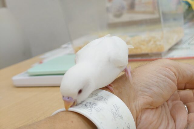 セキセイインコ