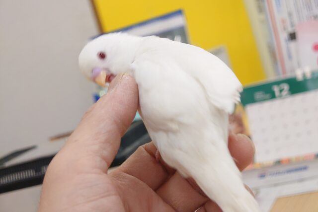 セキセイインコ