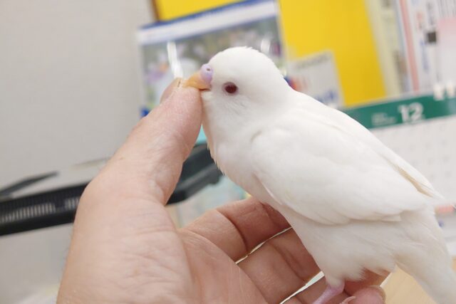 セキセイインコ