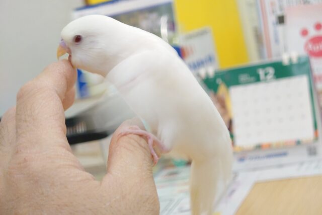 セキセイインコ