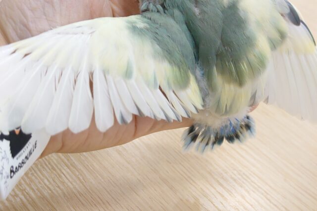 コザクラインコ（小桜インコ）