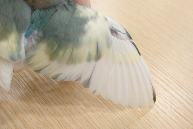 コザクラインコ（小桜インコ）