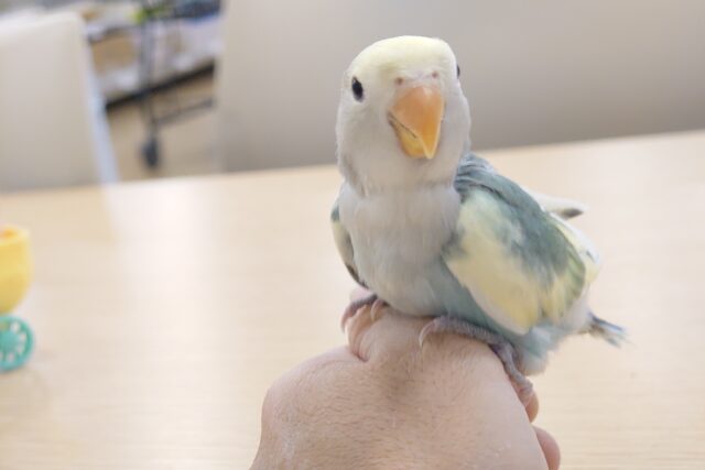 コザクラインコ（小桜インコ）