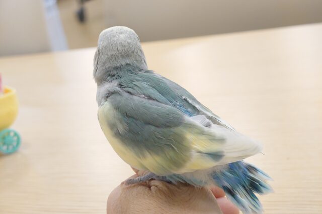 コザクラインコ（小桜インコ）