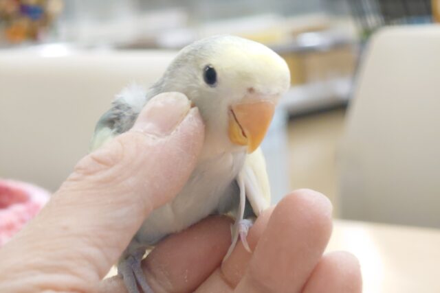 コザクラインコ（小桜インコ）