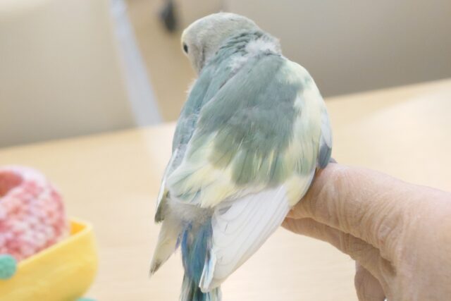 コザクラインコ（小桜インコ）