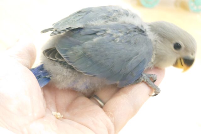 コザクラインコ（小桜インコ）