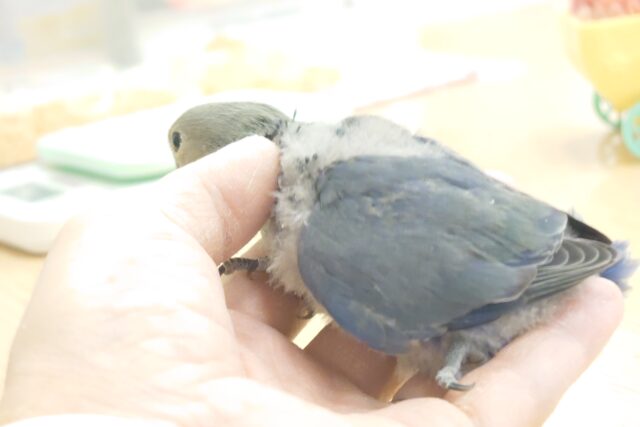 コザクラインコ（小桜インコ）