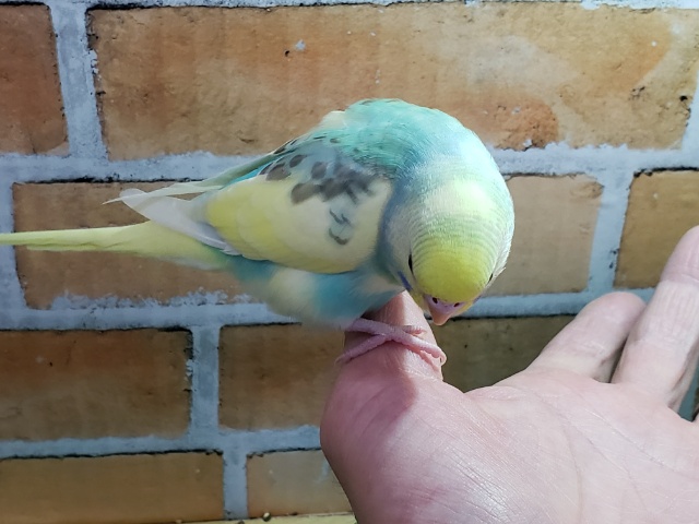 セキセイインコ
