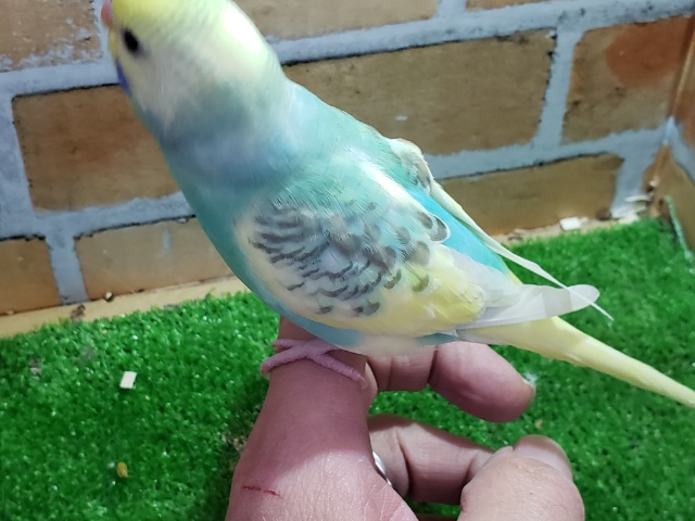 セキセイインコ