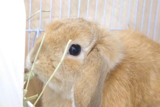 ホーランドロップ