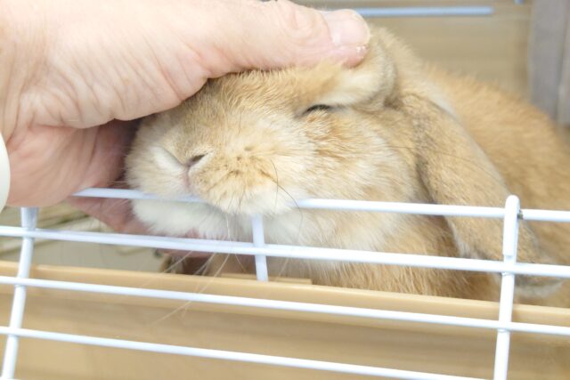 ホーランドロップ