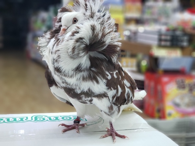 ジャコビンバト