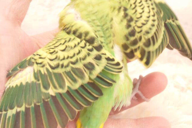 セキセイインコ