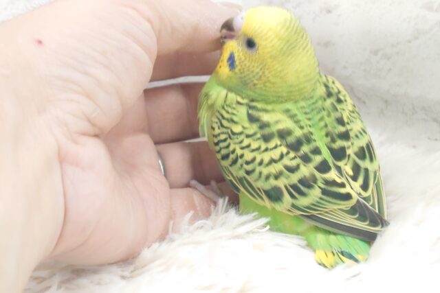 セキセイインコ