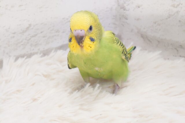 セキセイインコ