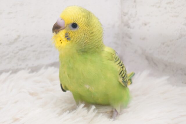 セキセイインコ