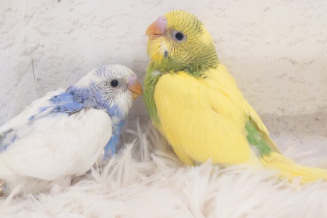 セキセイインコ