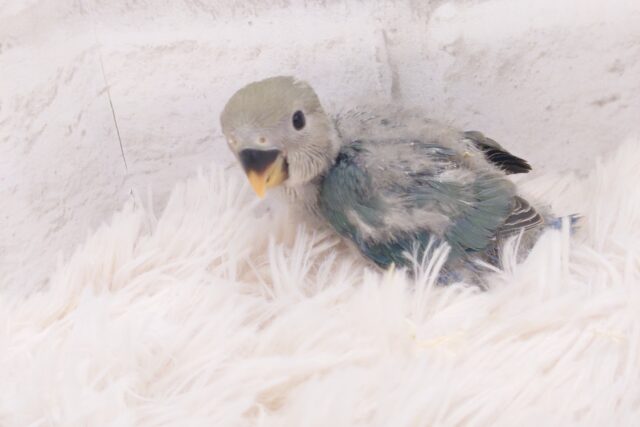 コザクラインコ（小桜インコ）