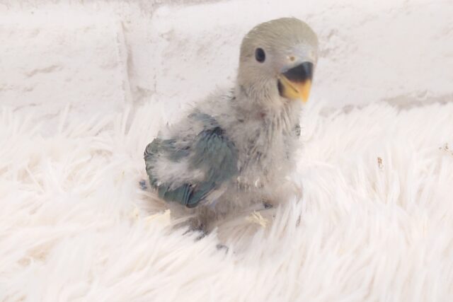 コザクラインコ（小桜インコ）