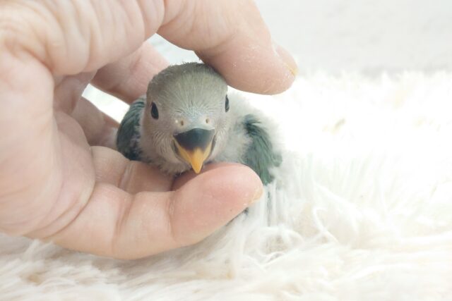 コザクラインコ（小桜インコ）