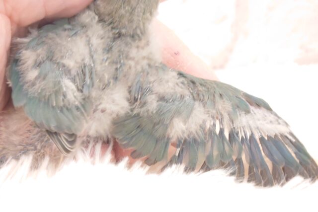 コザクラインコ（小桜インコ）