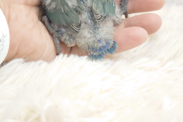 コザクラインコ（小桜インコ）