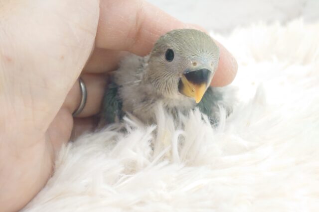コザクラインコ（小桜インコ）