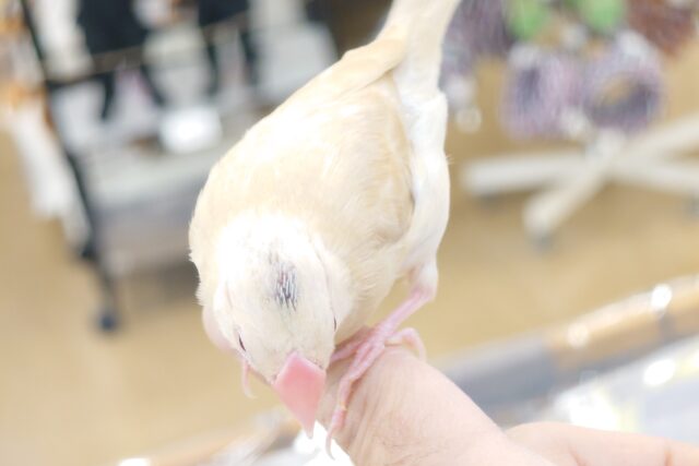 シナモン文鳥