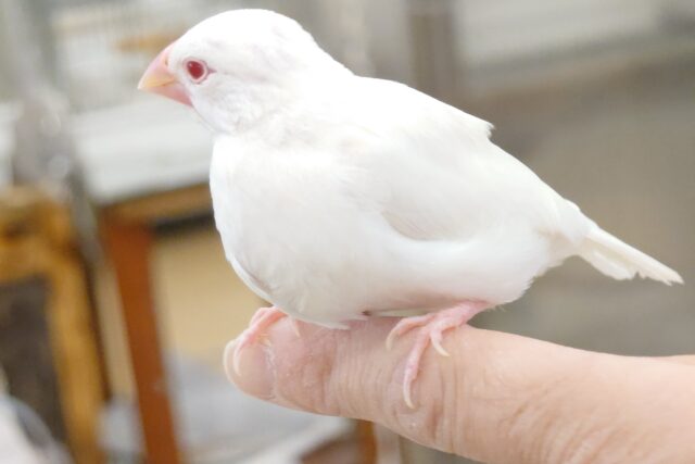 アルビノ文鳥