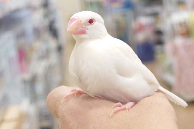 アルビノ文鳥