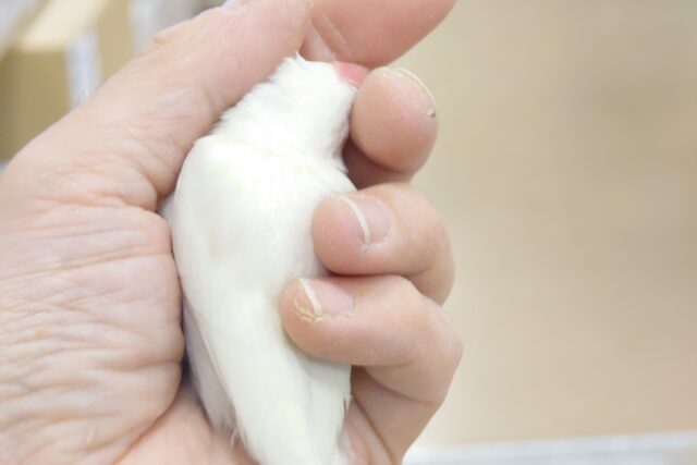 アルビノ文鳥